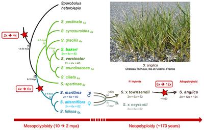 Gene and Transposable Element Expression Evolution Following Recent and Past Polyploidy Events in Spartina (Poaceae)